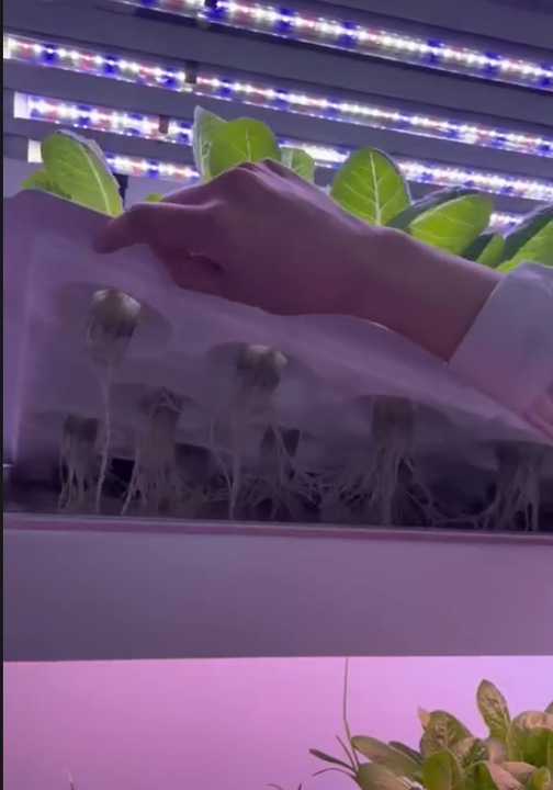 Vertical Farm Hydroponic Rack System 4 Floors with Led Light Irrigation Pipe Water Pump tank Indoor Planting Shelf Greenhouse