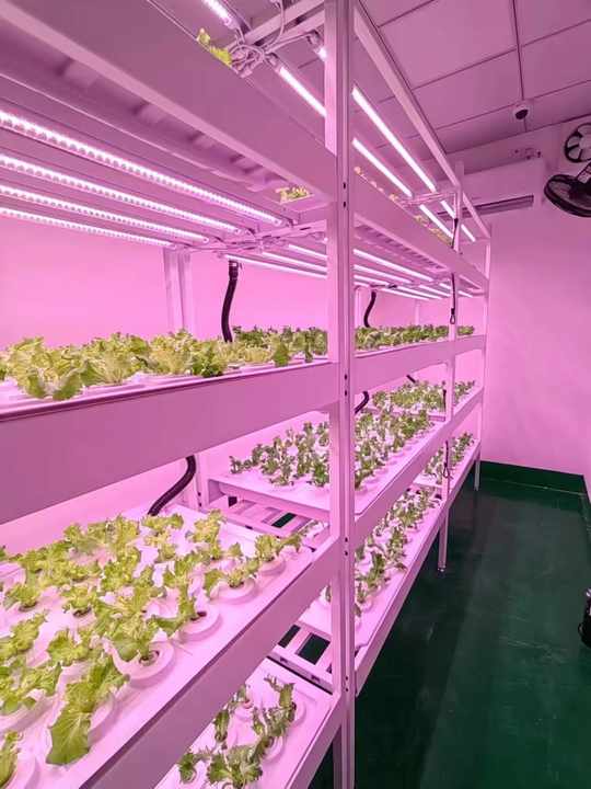 Vertical Farm Hydroponic Rack System 4 Floors with Led Light Irrigation Pipe Water Pump tank Indoor Planting Shelf Greenhouse