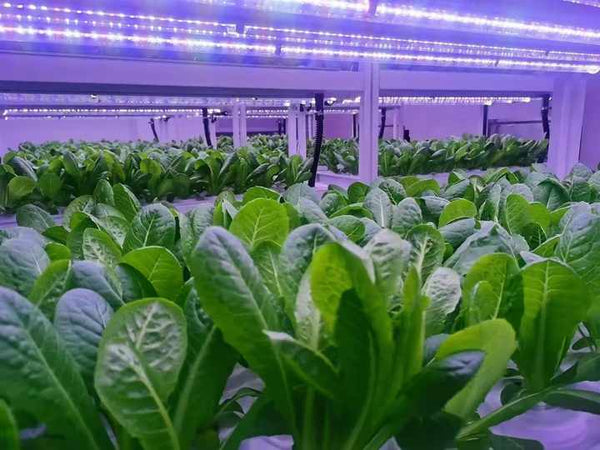 Vertical Farm Hydroponic Rack System 4 Floors with Led Light Irrigation Pipe Water Pump tank Indoor Planting Shelf Greenhouse