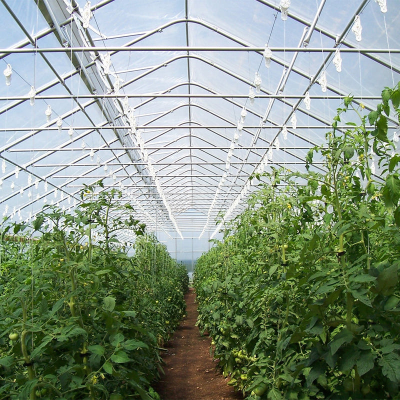 Small Commercial Agricultural Greenhouse